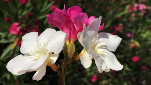 Neriums 의 부케 (bouquet) 의 근접 사진 및 높은 평균성 비디오 — 비디오