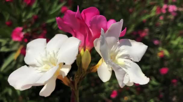 Une vidéo en gros plan et de haute qualité d'un bouquet de neriums — Video