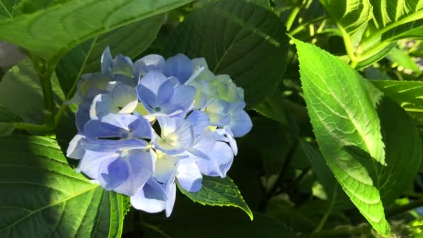 L'armonia del fiore viola ortensia con i toni verdi della natura crea un bellissimo paesaggio. — Video Stock