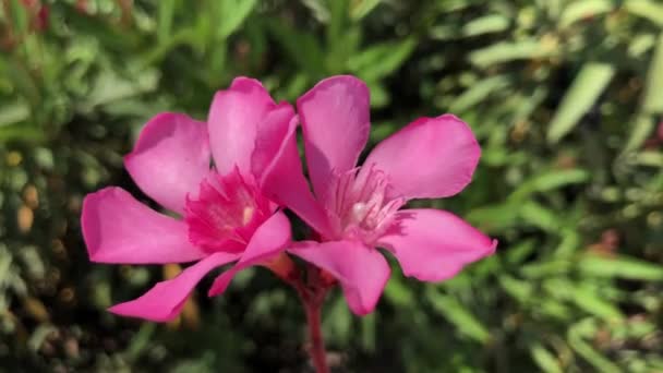 Un primo piano e video ad alta quallità di un bouquet di nerie — Video Stock