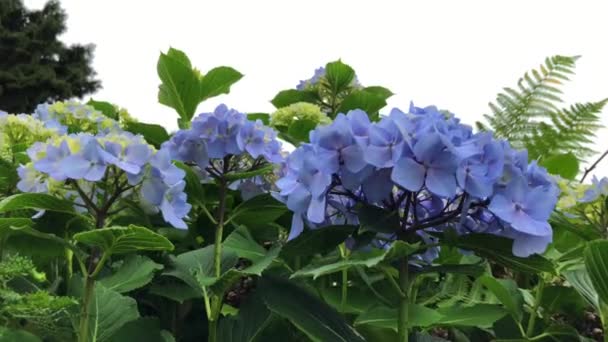 A harmonia da flor de hortênsia roxa com os tons verdes da natureza cria uma bela paisagem. — Vídeo de Stock