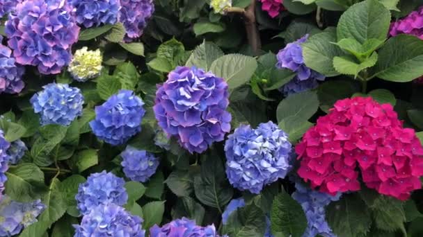 多くの色の花束を形成するアジサイは、彼らの自然の美しさで訪問者を感動させます. — ストック動画