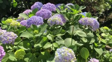 Birçok renkte buket oluşturan ortanca çiçekleri, ziyaretçilerini doğal güzellikleriyle etkiler..