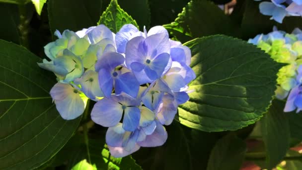 Harmoni bunga ungu hidrangea dengan warna hijau alam menciptakan pemandangan yang indah. — Stok Video