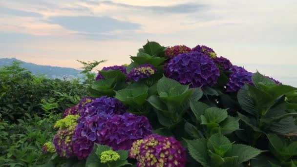 Hydrangea blommor, som bildar en bukett i många färger, imponera sina besökare med sin naturliga skönhet. — Stockvideo