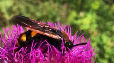 Pembe bir çiçeğin üzerindeki bir arıyı çiçeklere konarak nektar toplamaya çalışırken gösteren 4K 'lık detaylı bir video..