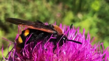 Pembe bir çiçeğin üzerindeki bir arıyı çiçeklere konarak nektar toplamaya çalışırken gösteren 4K 'lık detaylı bir video..