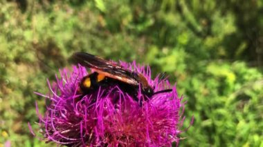 Pembe bir çiçeğin üzerindeki bir arıyı çiçeklere konarak nektar toplamaya çalışırken gösteren 4K 'lık detaylı bir video..