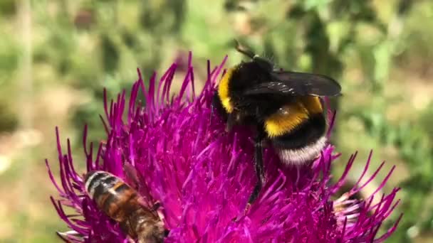 Primer plano, detallada hd completa 4k video de una abeja en una flor rosa tratando de recoger el néctar aterrizando en las flores. — Vídeos de Stock