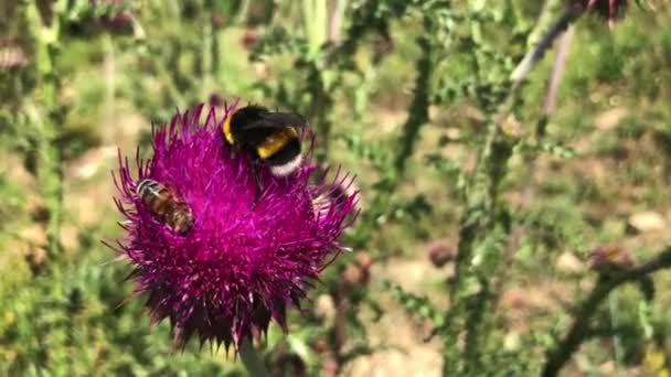 クローズアップ,詳細フルhd 4kビデオの蜂にピンクの花に着陸して蜜を収集しようとしています. — ストック動画