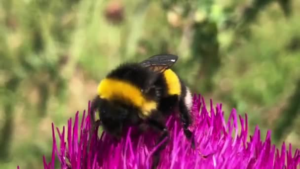 クローズアップ,詳細フルhd 4kビデオの蜂にピンクの花に着陸して蜜を収集しようとしています. — ストック動画