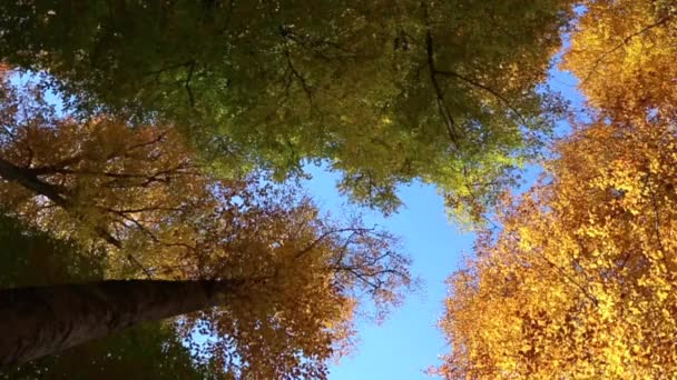 Vista incrível de árvores de outono em Yedigoller, Turquia. — Vídeo de Stock