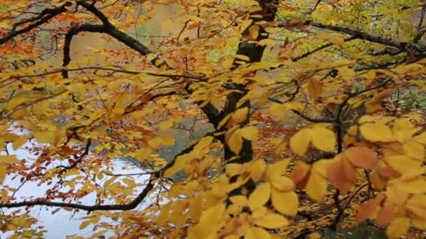 Vista incrível de árvores de outono em Yedigoller, Turquia. — Vídeo de Stock