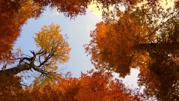 Increíble vista de los árboles de otoño en Yedigoller, Turquía. — Vídeos de Stock