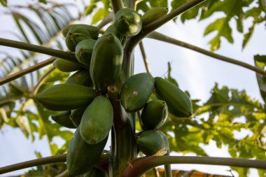 Yeni büyüyen muzlar, açık yeşil rengiyle kameraya doğal güzelliğini gösteriyor..