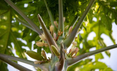 Yeni büyüyen muzlar, açık yeşil rengiyle kameraya doğal güzelliğini gösteriyor..