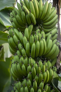 Yeni büyüyen muzlar, açık yeşil rengiyle kameraya doğal güzelliğini gösteriyor..