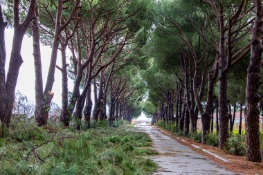 Her iki tarafında ağaçlar olan bir yolun fotoğrafı. Bu dinlendirici manzara Türkiye 'nin Bodrum kentinden