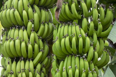 Yeni büyüyen muzlar, açık yeşil rengiyle kameraya doğal güzelliğini gösteriyor..