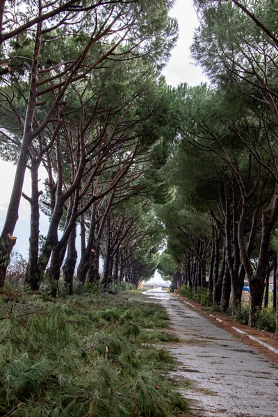 Her iki tarafında ağaçlar olan bir yolun fotoğrafı. Bu dinlendirici manzara Türkiye 'nin Bodrum kentinden