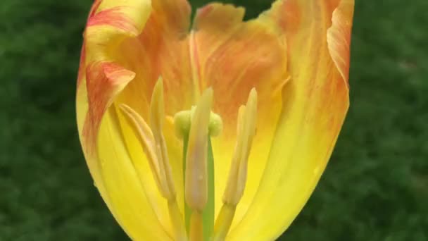 Um vídeo fascinante de uma tulipa amarela. Tulipas estavam crescendo originalmente em Tian Shan Montanhas e eles foram cultivados em Constantinopla e eles se tornaram os símbolos dos otomanos — Vídeo de Stock