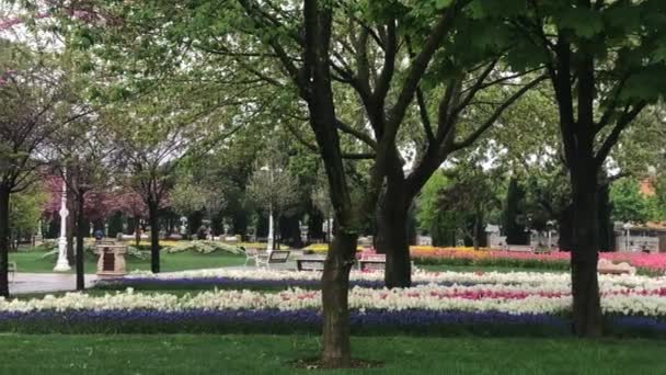Spektakularne widoki na ogród tulipan znajduje się w Turcji, który ma bogate źródła w nasiona tulipanów. Krajobraz stworzony przez różowe i białe tulipany w harmonii dodaje innym kolorem i atmosferą — Wideo stockowe