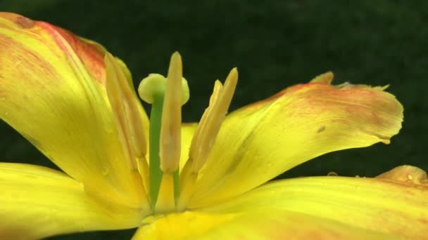 Ein faszinierendes Video einer gelben Tulpe. Tulpen wuchsen ursprünglich im Tian-Shan-Gebirge und wurden in Konstantinopel kultiviert und wurden zu Symbolen der Osmanen — Stockvideo
