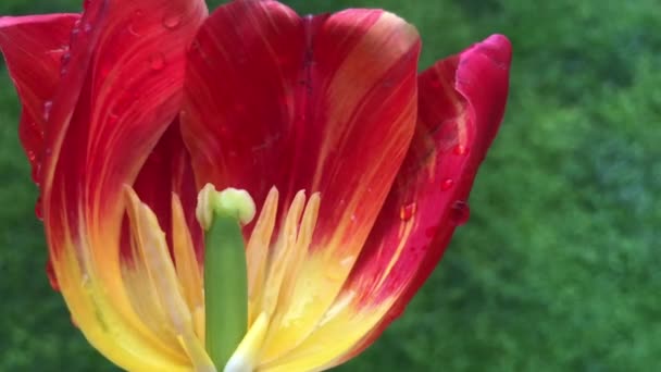 Alta qualità, 4k filmato di una vista affascinante di tulipano rosso che oscilla lentamente con l'effetto del vento di primavera. — Video Stock