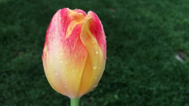 Alta calidad, imágenes de 4k de una fascinante vista del tulipán rojo que se balancea lentamente con el efecto del viento de primavera. — Vídeo de stock