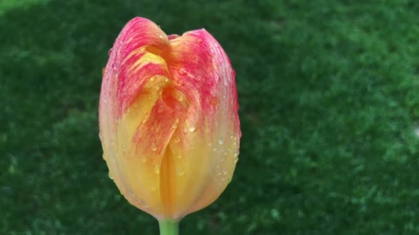 Alta calidad, imágenes de 4k de una fascinante vista del tulipán rojo que se balancea lentamente con el efecto del viento de primavera. — Vídeos de Stock