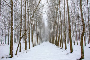Kış mevsiminde karlarla dolu dallı ağaçların varlığı cazibeli bir yer olmasının nedenlerini yansıtır..