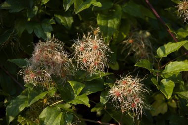 Çoğu Amasya 'da bulunan çeşitli bitkilerin yüksek kaliteli Full HD görüntüleri.