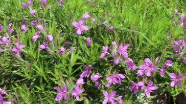 Türkiye 'nin Rize kentindeki çeşitli bitkilerin yüksek kaliteli Full HD cose-up detaylı videosu ve muhteşem oluşumlarının benzersiz bir görüntüsü.