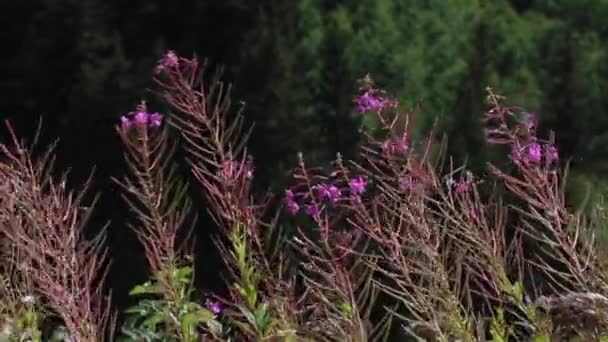 高品質フルHDは、リゼ、トルコの様々な植物の詳細なビデオ、そして彼らの壮大な形成のユニークなビュー. — ストック動画