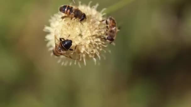 Een close-up van hoge kwaliteit en full HD beelden van bijen die nectar en bestuiving van een bloem nemen. — Stockvideo