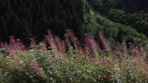 Alta qualidade Full HD cose-up vídeo detalhado de várias plantas em Rize, Turquia, e uma visão única de suas magníficas formações. — Vídeo de Stock