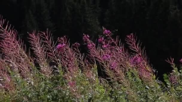 Alta qualidade Full HD cose-up vídeo detalhado de várias plantas em Rize, Turquia, e uma visão única de suas magníficas formações. — Vídeo de Stock