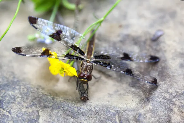 Libellule sur un bâton — Photo