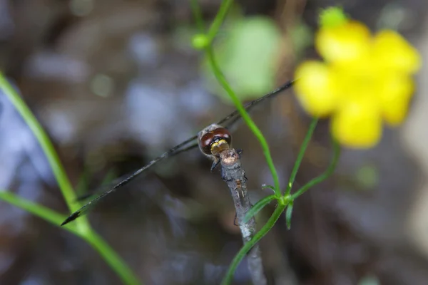 Dragonfly oven på en pind - Stock-foto