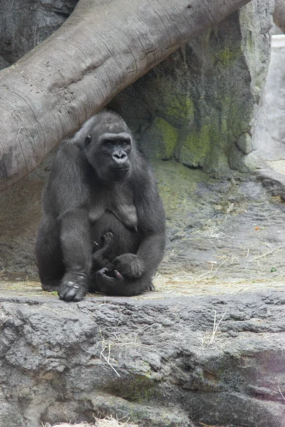 Gorillamutter hält Baby — Stockfoto