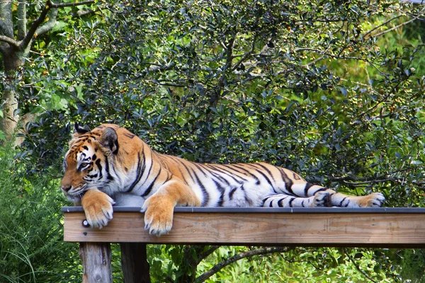 Bengaler Tiger — Stockfoto