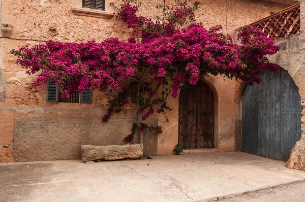 Blumen an der Fassade eines Hauses — Stockfoto