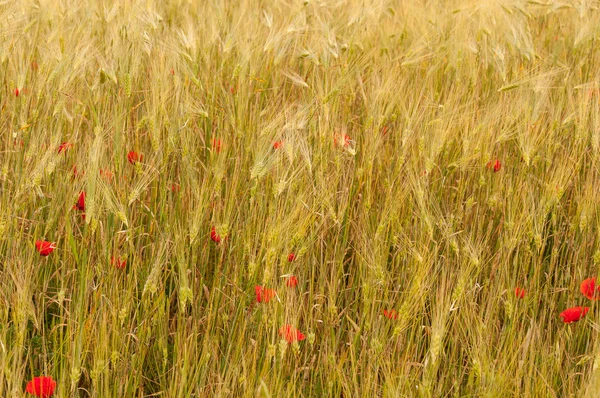 Papoilas em um campo de trigo — Fotografia de Stock