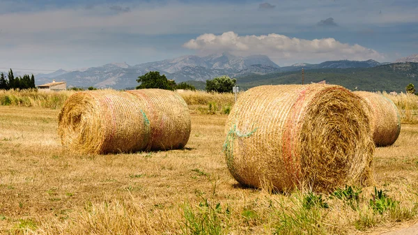 Campo de trigo cortado com fardos de palha — Fotografia de Stock
