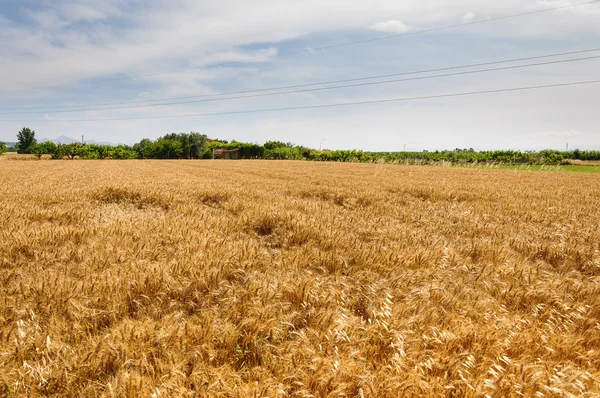 Campo de trigo em um dia nublado — Fotografia de Stock