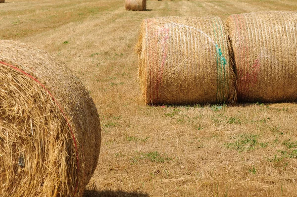 Campo de trigo cortado com fardos de palha — Fotografia de Stock