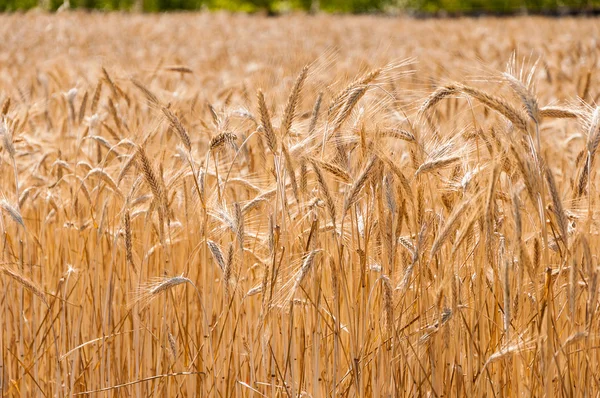 Campo de trigo en día soleado — Foto de Stock