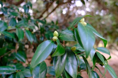 Çiçek tarlası kamelya bahçedeki bitki çalısı