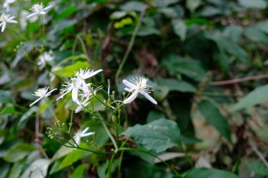 Bahçede büyüyen beyaz klematis çiçeği
