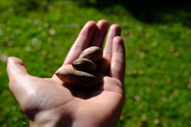 Cevizler avucumun içinde, dünya doğal.